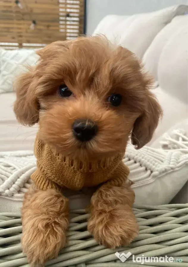 Maltipoo pudel mini toy