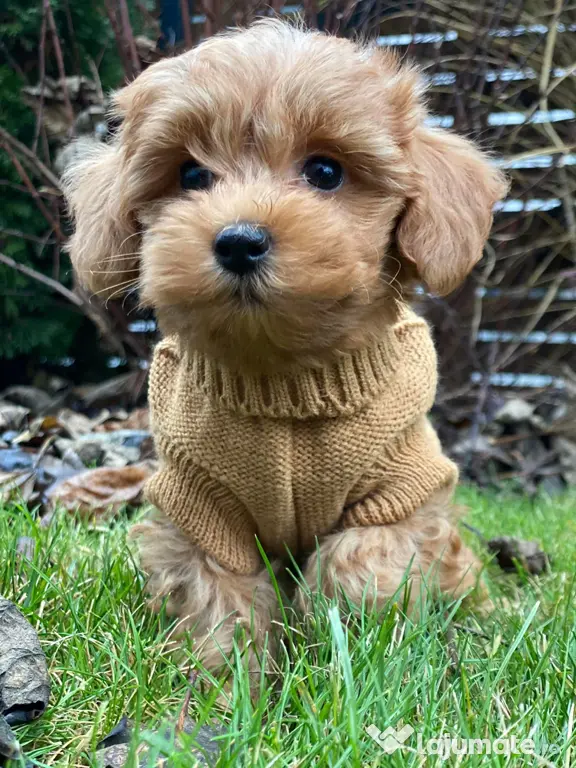 Maltipoo pudel mini toy