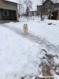 Vând câine Samoyed 