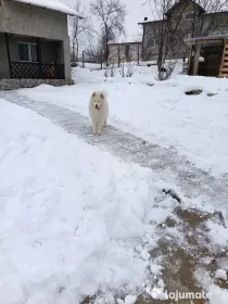 Vând câine Samoyed
