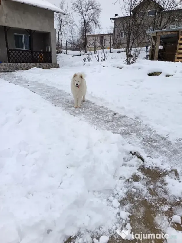 Vând câine Samoyed