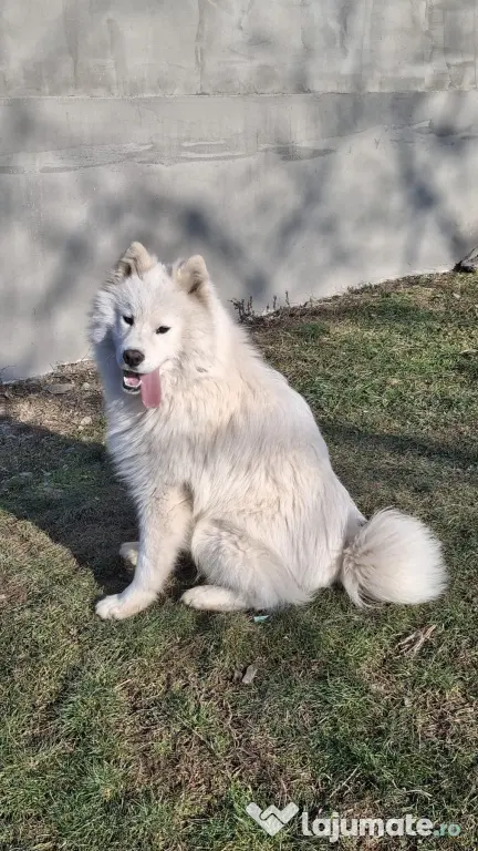 Vând câine Samoyed