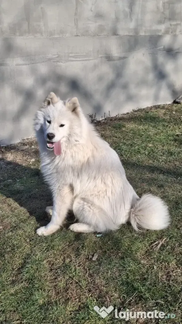 Vând câine Samoyed