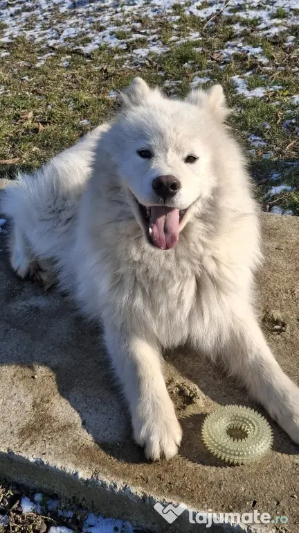 Vând câine Samoyed