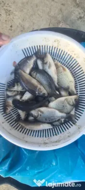 crap fitofag novac amur lin somn salau