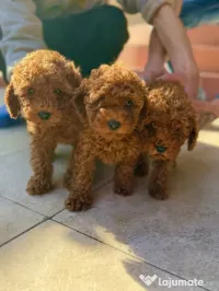 Căței pudel(Poodle) rasa pura