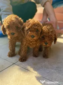 Căței pudel (Poodle) rasa pura