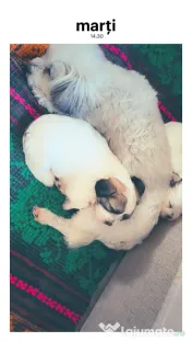 Căței bichoni frumosi 