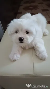 Bichon Maltez cu carnet de sanatate 