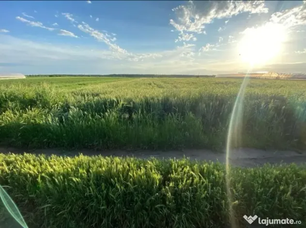 Teren intravilan 3800mp de Vânzare pret negociabil accept și variante auto+diferența de bani.