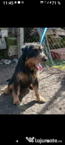 Pui Jagdterrier