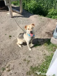 Dau spre adopție