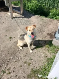 Dau spre adopție catei