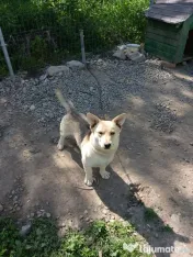 Dau spre adopție catei 