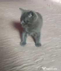 donez pisici mici