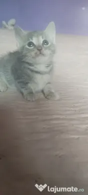 donez pisici mici 