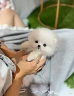 Pomeranian mini boo telefon  0733 890 135