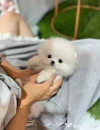Pomeranian mini boo telefon  0733 890 135 