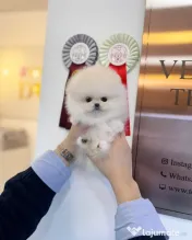 Pomeranian mini boo telefon  0733 890 135 