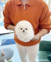 Pomeranian mini boo telefon  0733 890 135 