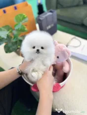 Pomeranian mini boo telefon  0733 890 135 