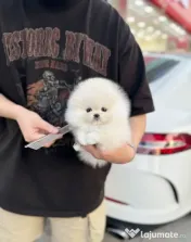 Pomeranian mini boo telefon  0733 890 135 