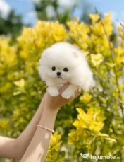 Pomeranian mini boo telefon  0733 890 135 