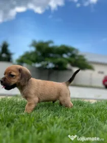 Vând căței rasa: mama beagle si tata incrucisare dintre shih tzu si bichon