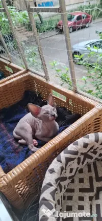 Pisica Sphynx/Sfinx/Sphinx 