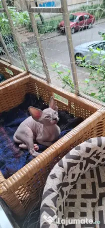 Pui Pisica Sphynx/Sfinx/Sphinx