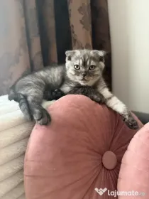 Pisicute Jucăușe Scottish fold