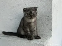 Pisicute Jucăușe Scottish fold