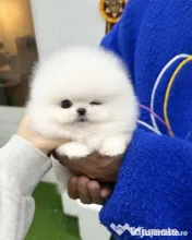 Pomeranian boo 