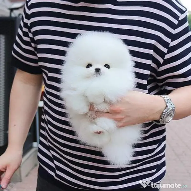 Pomeranian boo