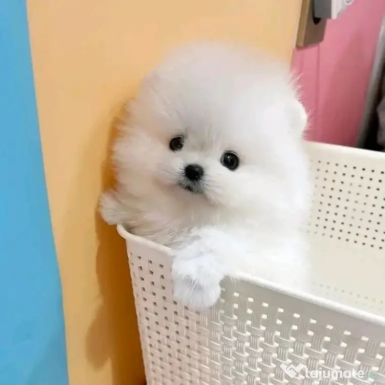 Pomeranian boo