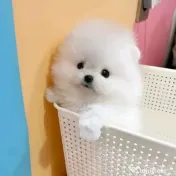 Pomeranian boo 