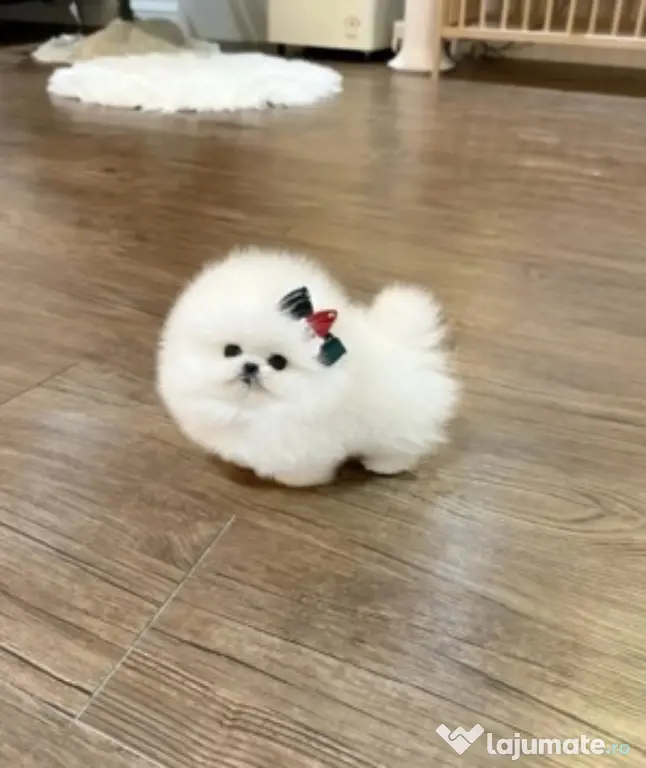 Pomeranian boo