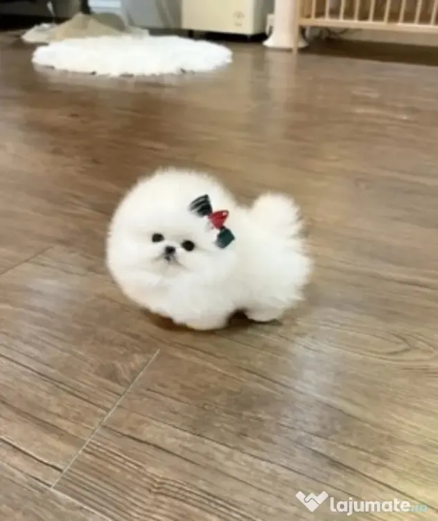 Pomeranian boo