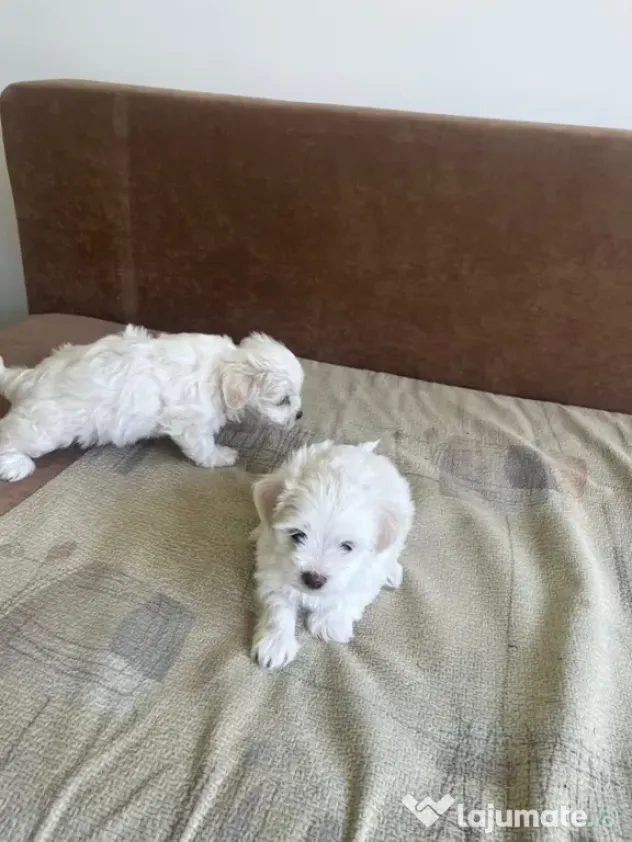 Bichon Maltez