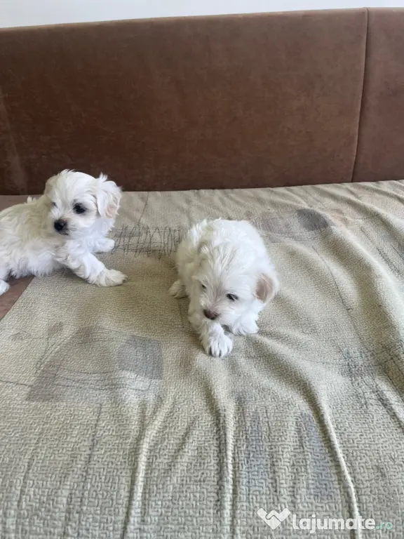 Bichon Maltez
