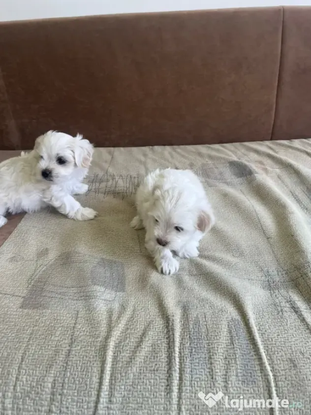 Bichon Maltez