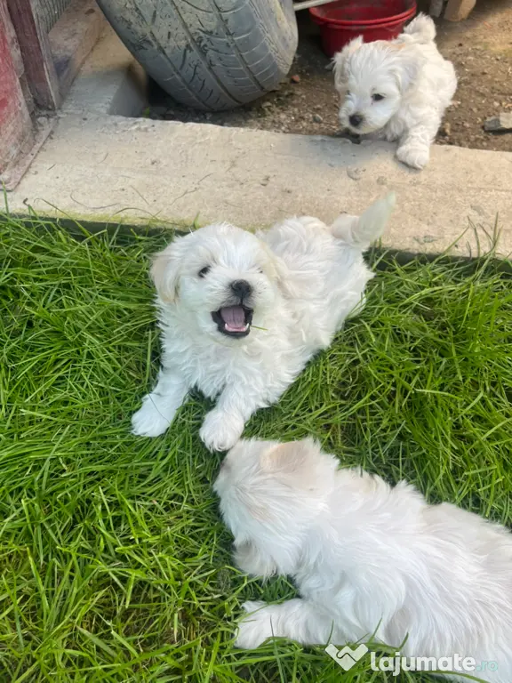 Bichon Maltez