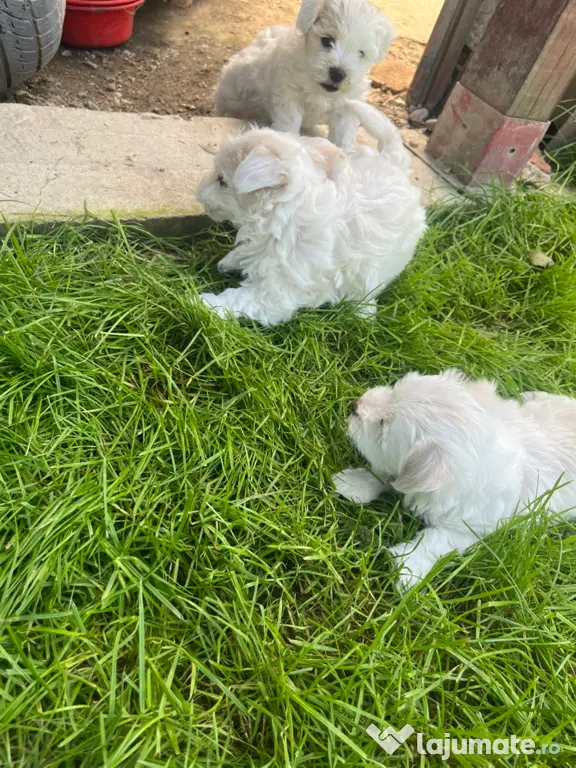 Bichon Maltez