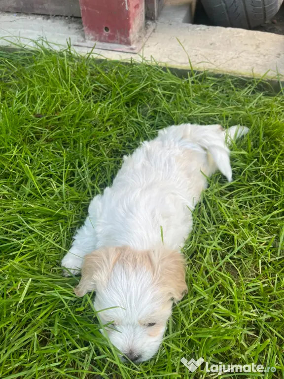 Bichon Maltez