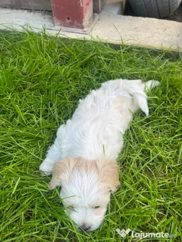 Bichon Maltez