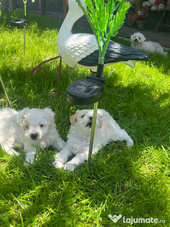 Bichon Maltez