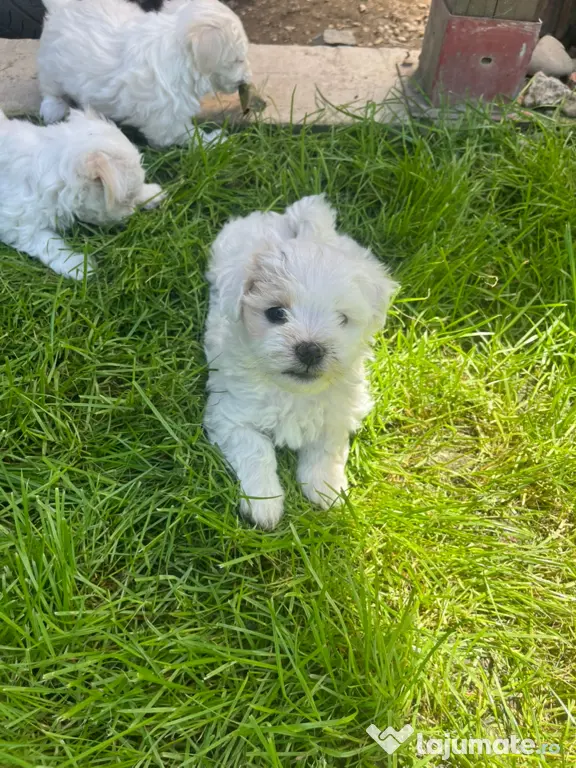 Bichon Maltez