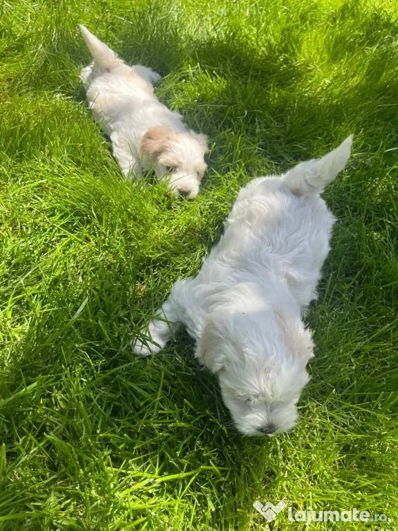 Bichon Maltez