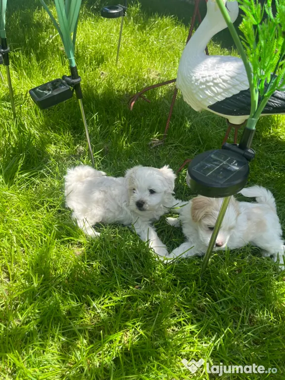 Bichon Maltez
