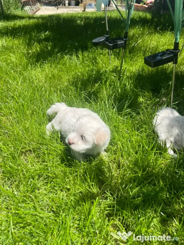 Bichon Maltez